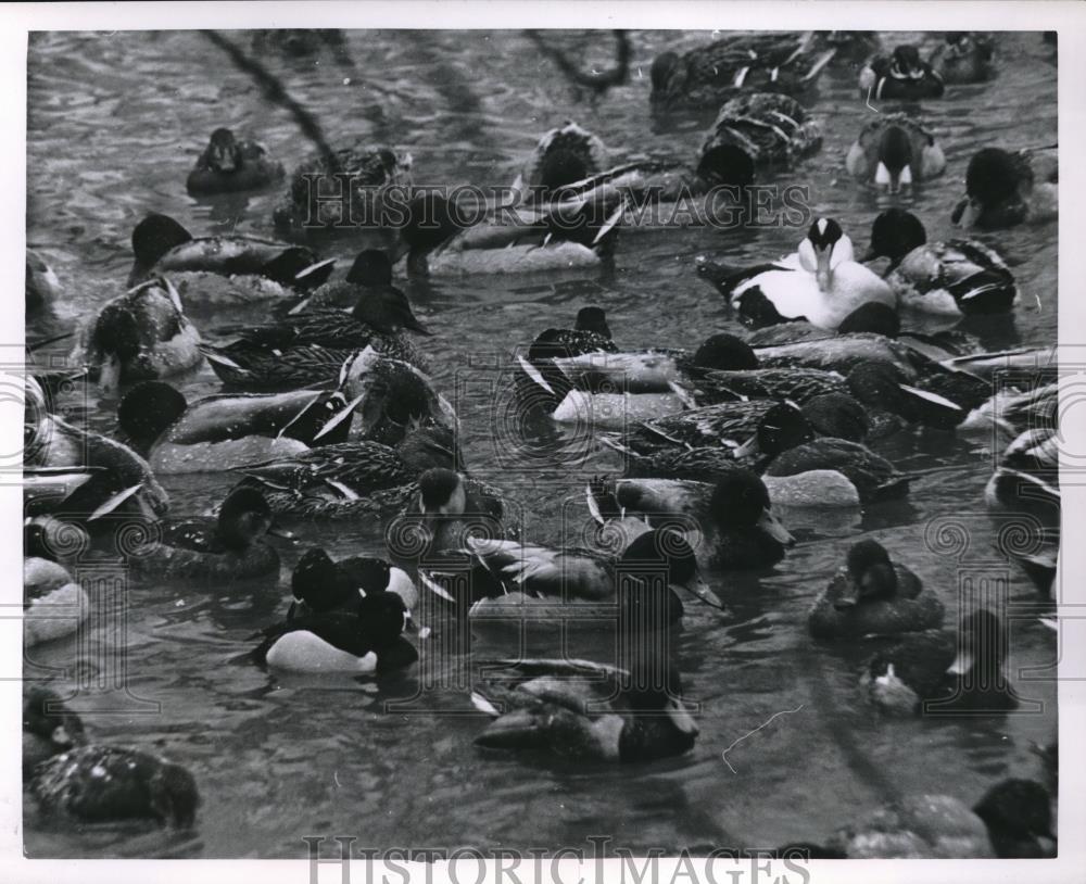 1963 Press Photo Ducks At Lincoln Park Zoo Chicago Fend Off Freezing Temps - Historic Images