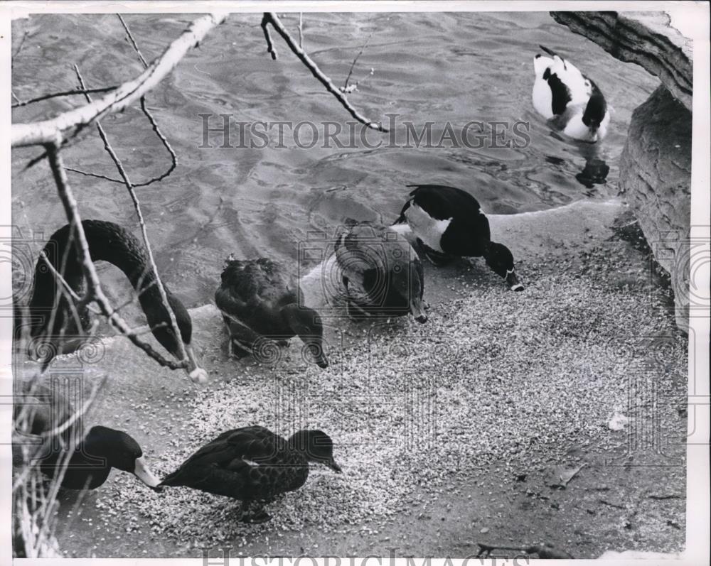 1960 Press Photo Ducks Feeding in Lincoln Park - Historic Images