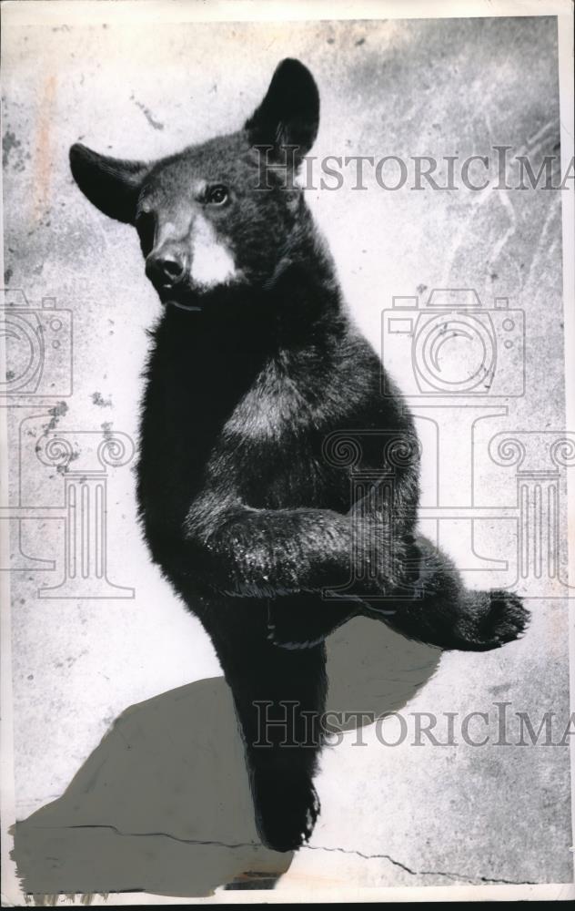 1961 Press Photo American black bear cub 15 months at Cleveland Zoo - nec23018 - Historic Images