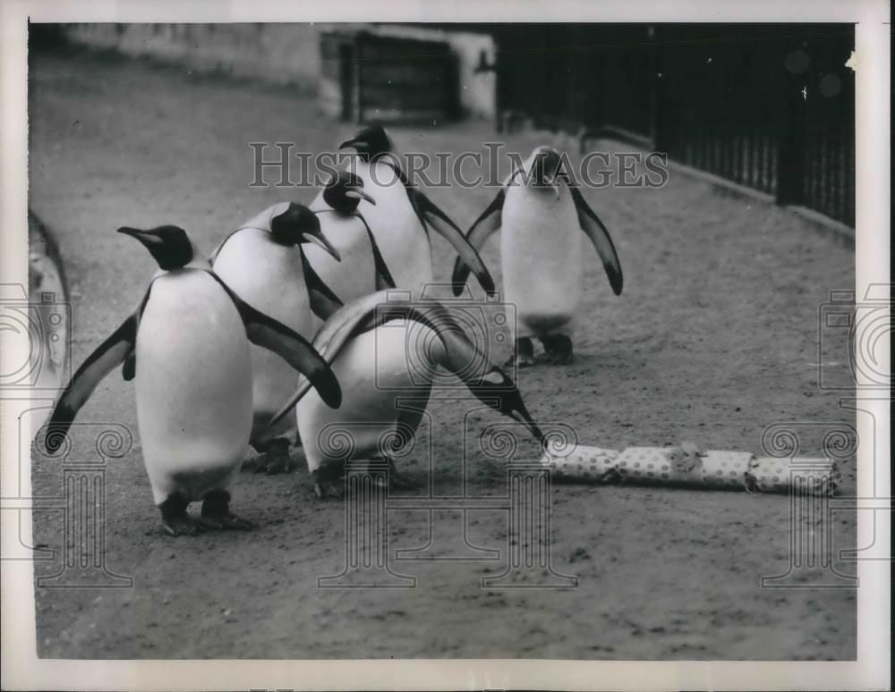 1950 Press Photo Penguins at a London zoo. - nec38078 - Historic Images