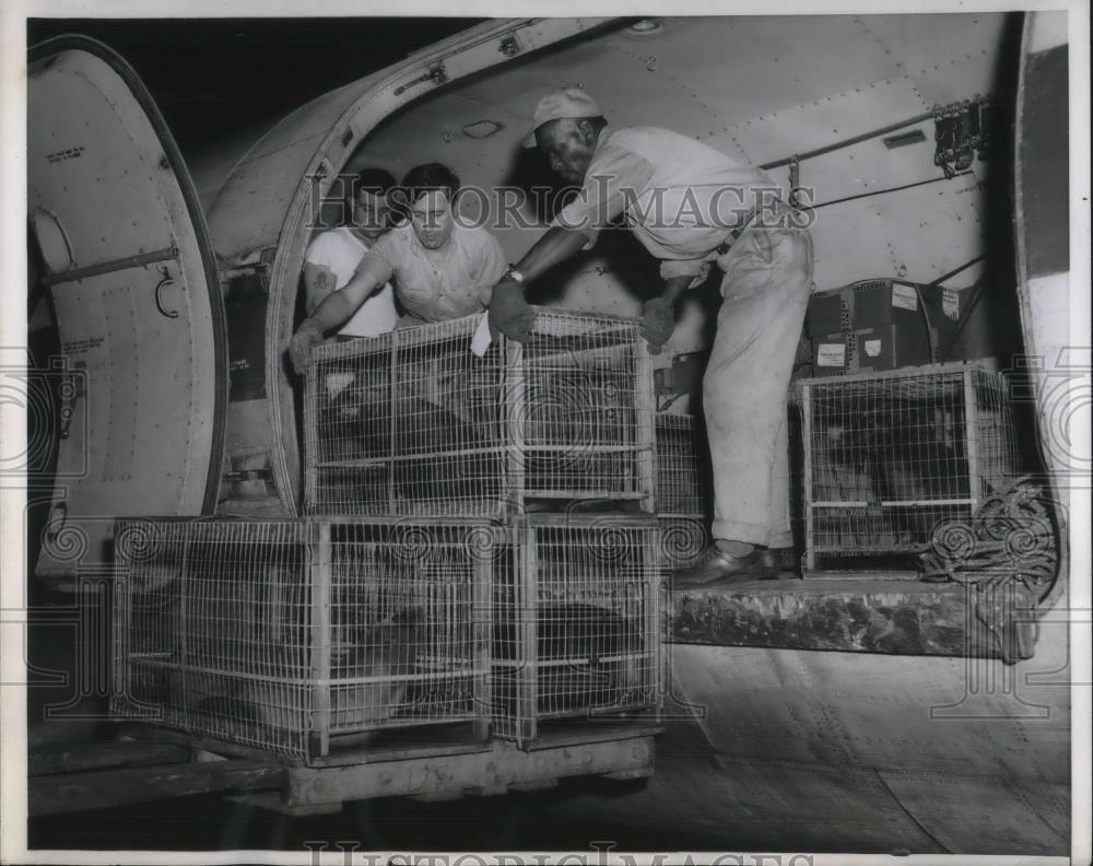 1955 Press Photo Barbara Kresler cools off sea lions from Burbank, California. - Historic Images