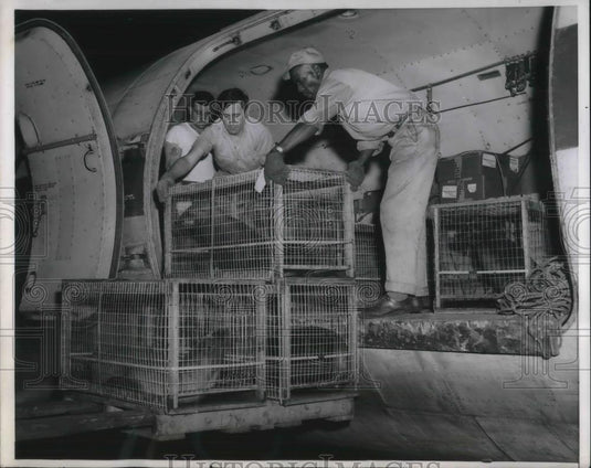 1955 Press Photo Barbara Kresler cools off sea lions from Burbank, California. - Historic Images