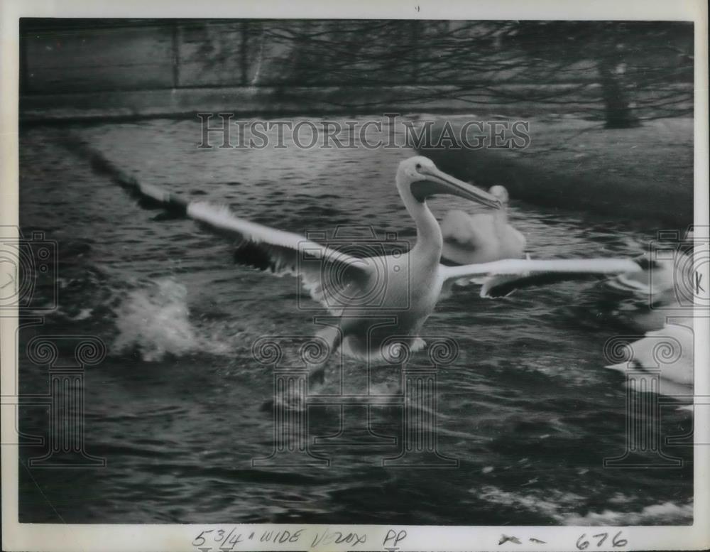 1962 Press Photo A Pelican lands at a zoo in Chessington, England - nec37136 - Historic Images