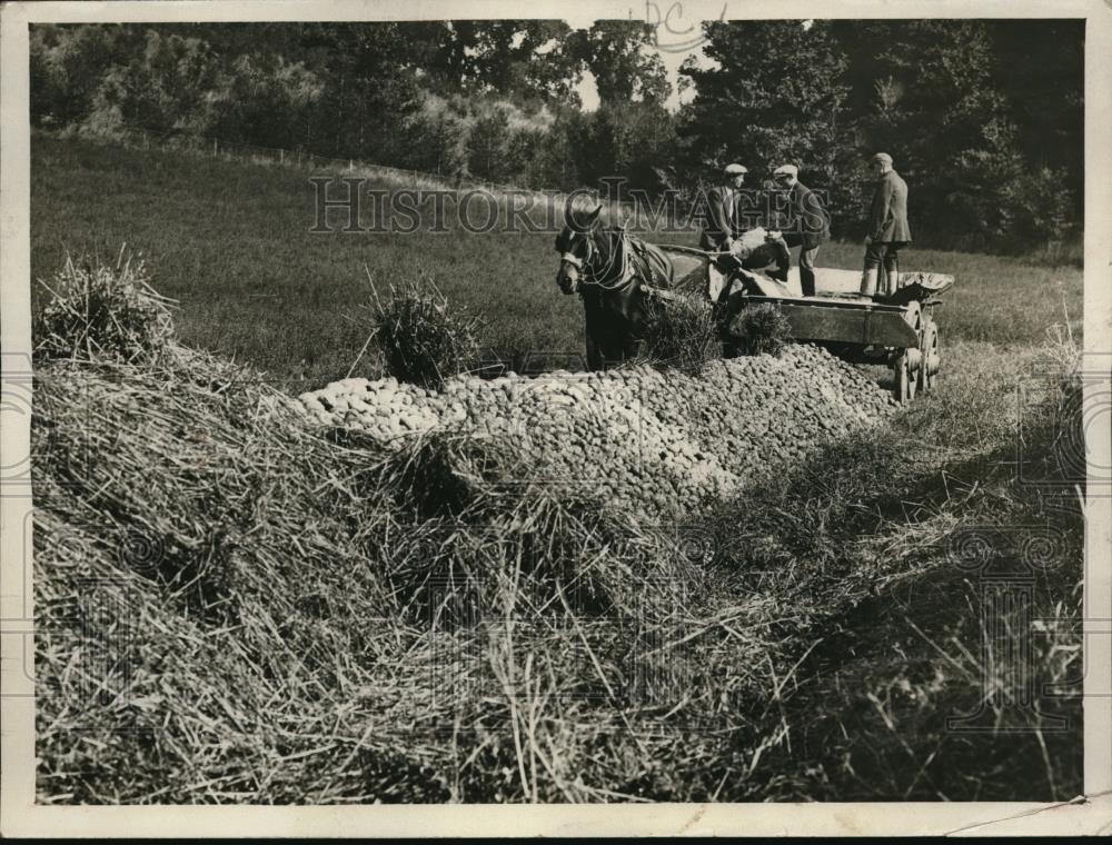 1925 Press Photo Maj JA Morrison & potato harvest near Reading, Pa - nec38922 - Historic Images