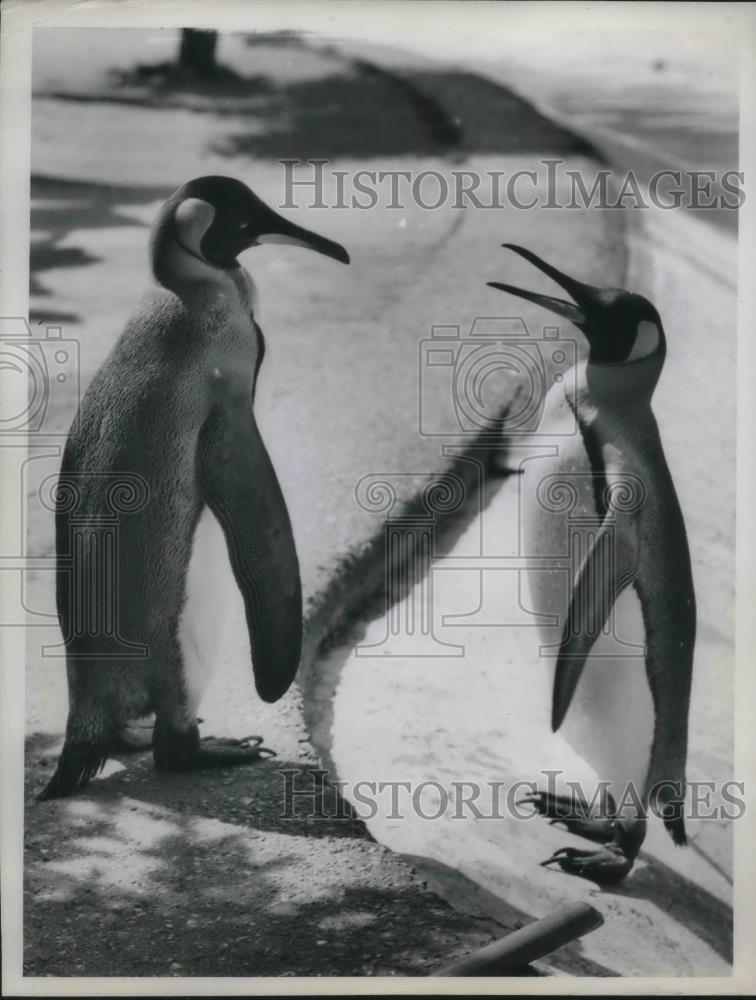 1960 Press Photo Penguin in London Zoo - nec37431 - Historic Images