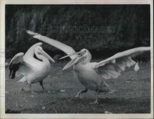 1962 Press Photo Pelicans flex their wings at London's Regent's Park Zoo - Historic Images