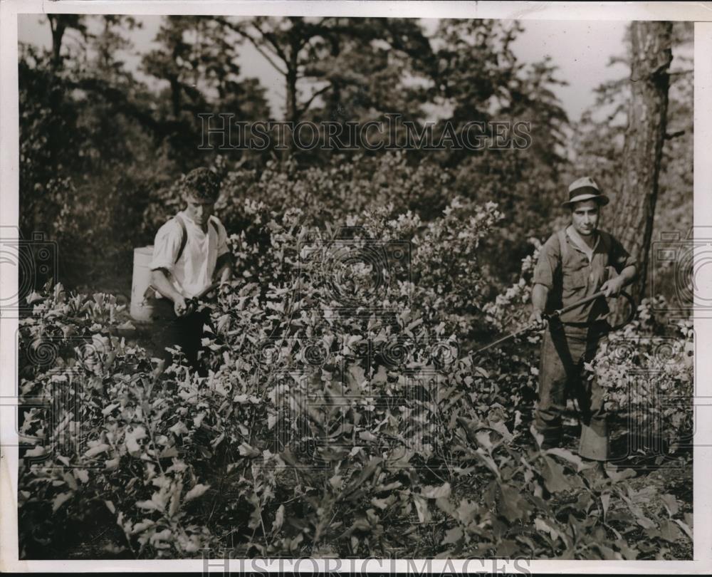 1937 Press Photo W.P.A.men sprinkling chemical to check a fire start in Forest. - Historic Images