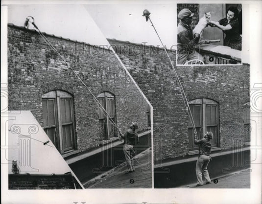1950 Press Photo Chicago Cat Fluffy Stuck On Top Of Building Snared By Rescuer - Historic Images