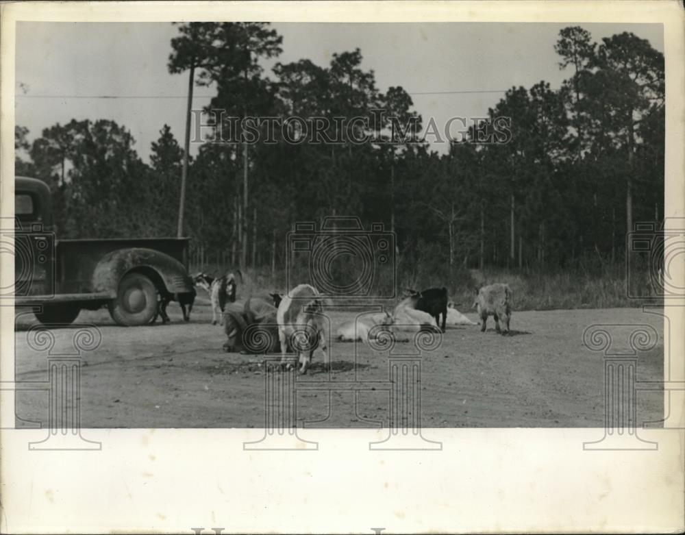 1941 Press Photo The Goats Run Wild At Camp Shelby - Historic Images