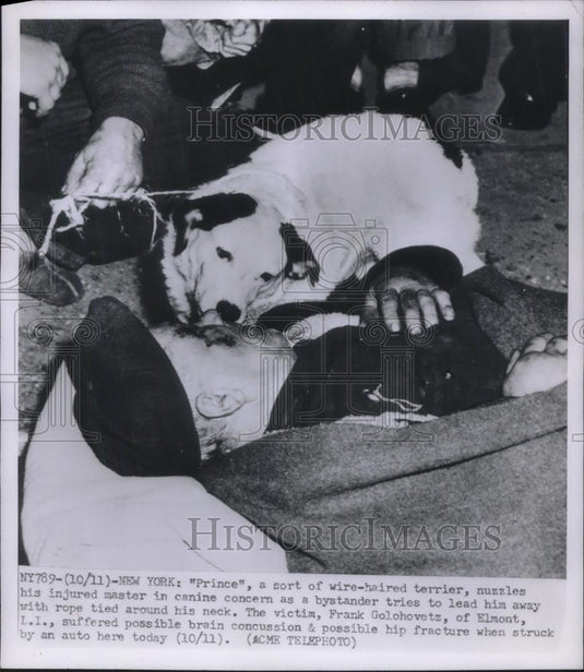 1950 Press Photo NYC, Wire haired terrier Prince & owner F Golovetz, hit by car - Historic Images