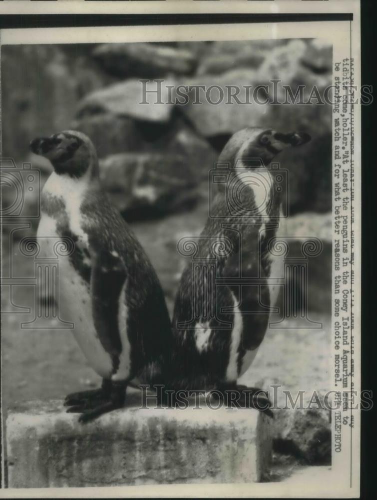 1962 Press Photo Penquins in Coney Island - Historic Images