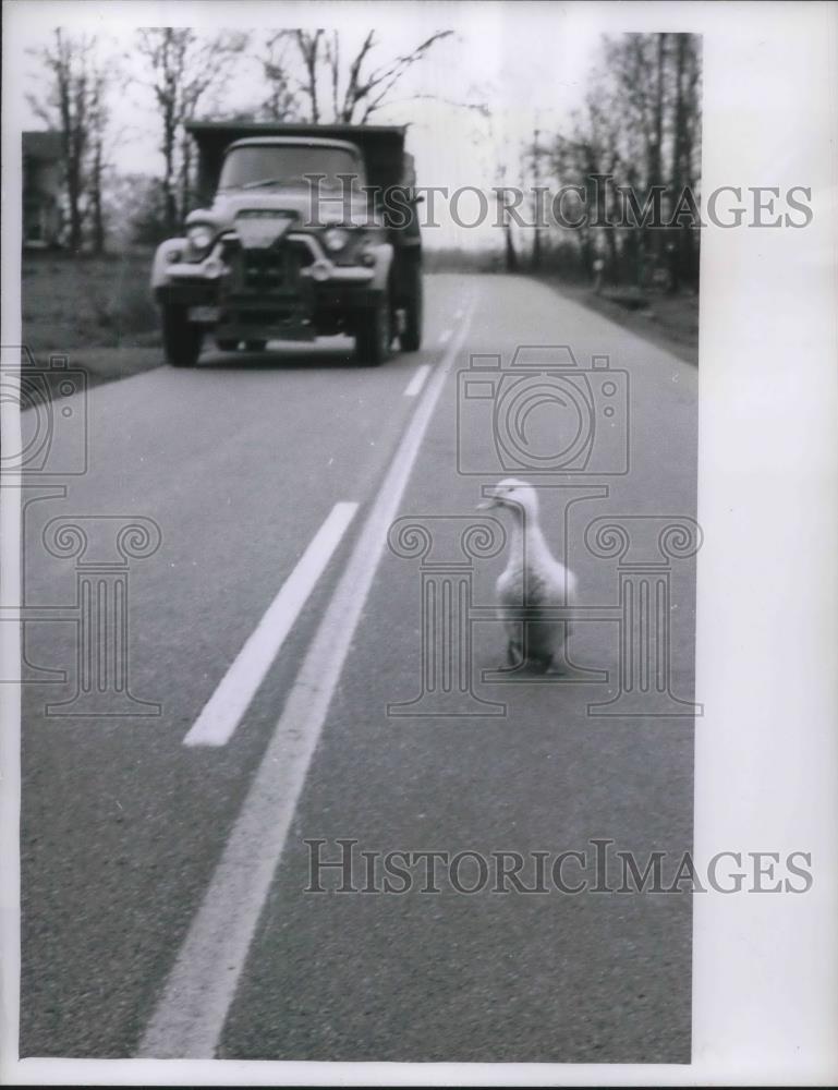 1961 Press Photo Duck Struts the Highway. - nec28230 - Historic Images