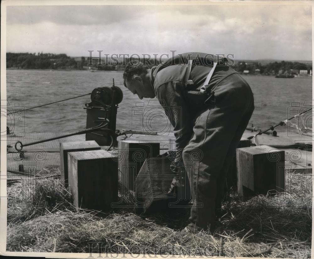 1959 Press Photo Cases of forcite placed in straw for disposal. Toronto, Canada - Historic Images