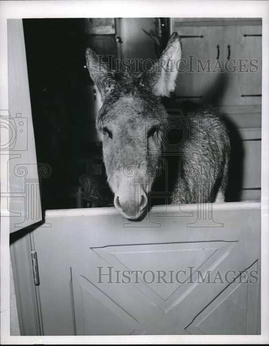 1955 Press Photo Trinca pet burro of Dr Laurel Foxwothy - Historic Images