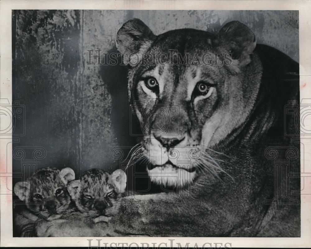 1952 Press Photo Lioness with her Cubs. - Historic Images