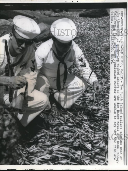 1962 Press Photo North Island Sailors Examine Dead Anchovies - nec44470 - Historic Images