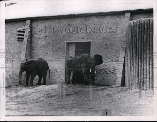 1960 Press Photo Elephants at Cleveland, Ohio zoo - nec52468 - Historic Images