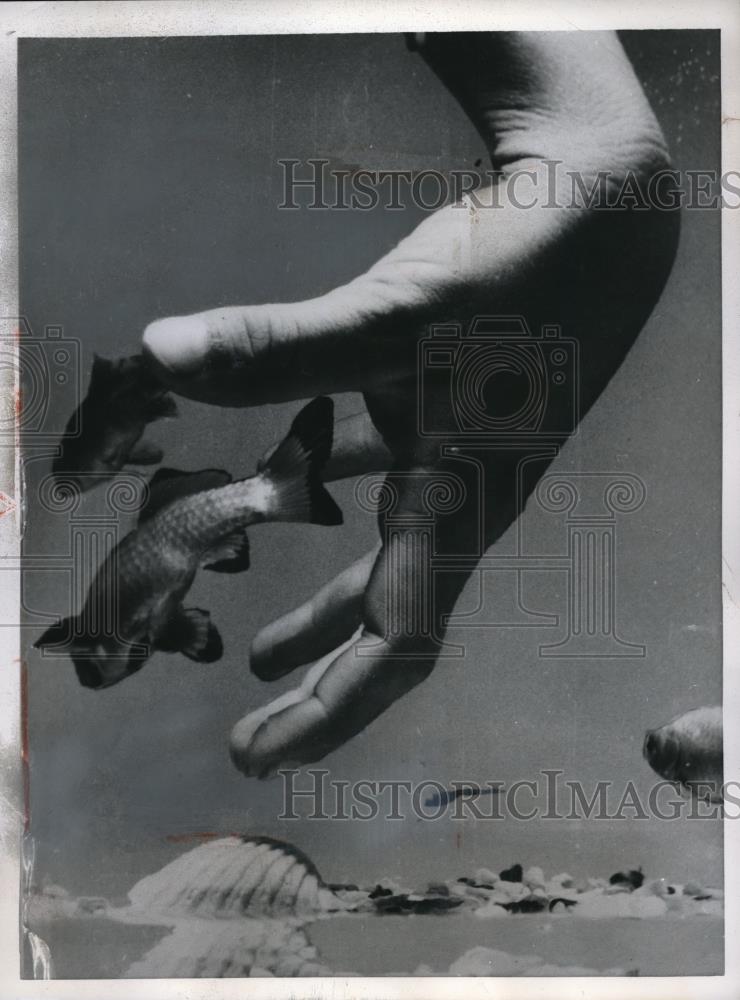 1957 Press Photo Goldfish evade human hand in Brussels, Belgium - Historic Images