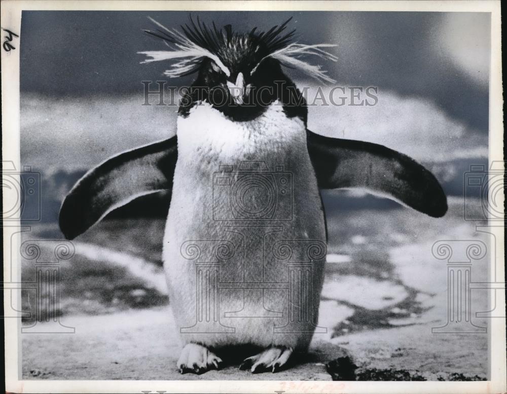 1967 Press Photo Mr Penguin At The Wilhelm Zoo In Stittgart Germany - nec42778 - Historic Images