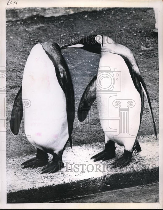 1951 Press Photo 2 penguins talking. - nec43095 - Historic Images