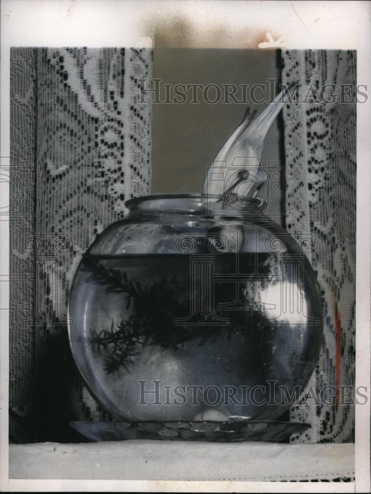 1948 Press Photo Mrs. Thomas Bernas Pet Canary Takes Dip in Fish Bowl - Historic Images
