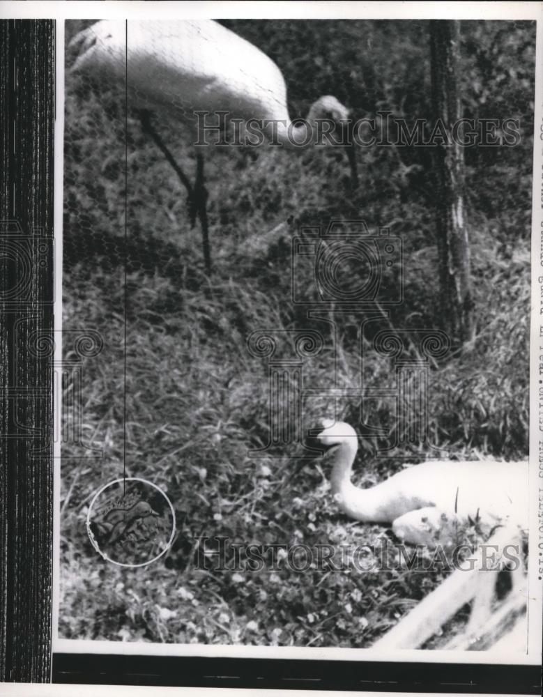 1958 Press Photo Swans and smaller bird - nec42700 - Historic Images