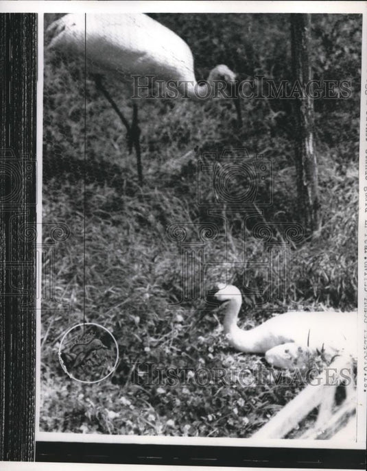 1958 Press Photo Swans and smaller bird - nec42700 - Historic Images