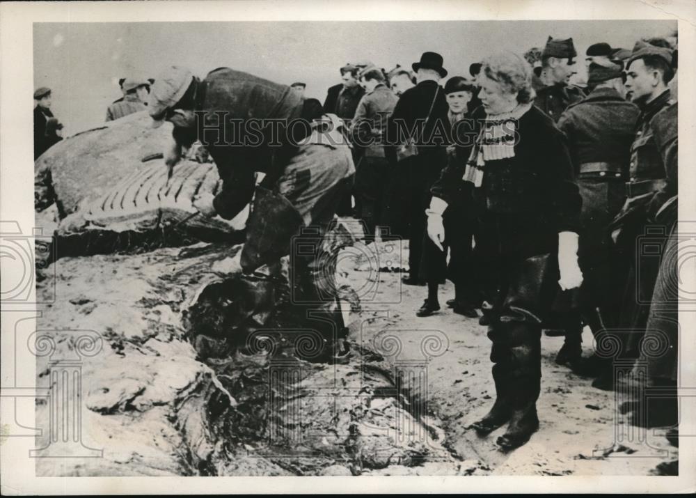 1939 Press Photo Oost-Duinkerke Belgium Mine Kills Whale - Historic Images