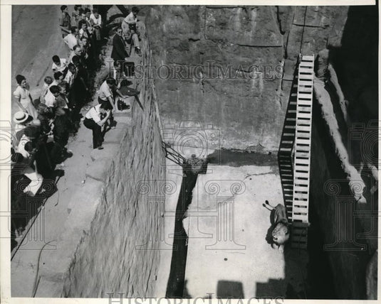 1939 Press Photo "Rufus" the Lion Griffith Park Zoo In 21 Ft Pit in Habitat - Historic Images