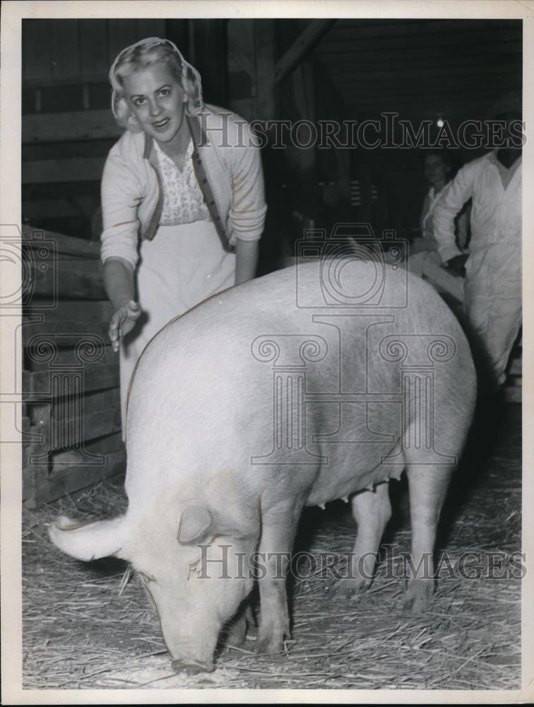 1960 Press Photo Pig - nec47297 - Historic Images