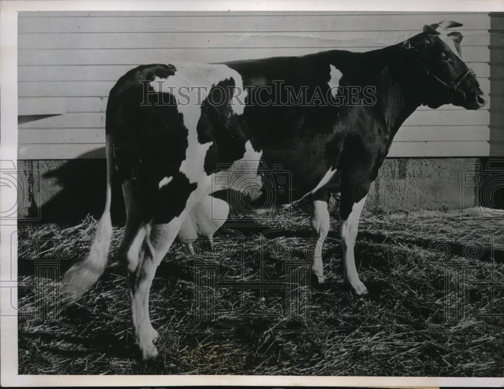 1938 Press Photo A cow also known as a butter producer. - Historic Images