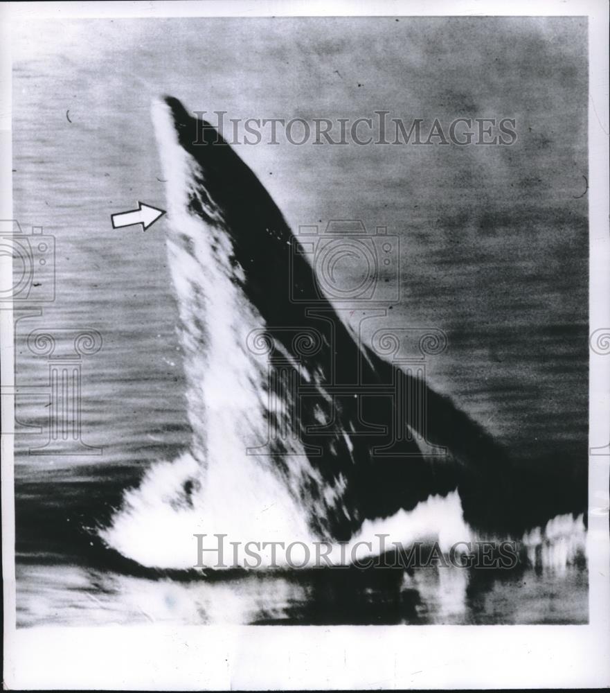 1957 Press Photo A Grey Whale Breaks the surface. - Historic Images