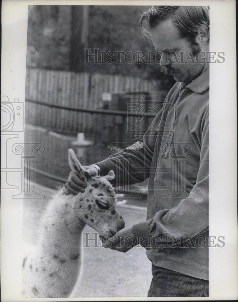 1970 Press Photo Visitor to the Llama Enclosure feed a baby llama gently - Historic Images