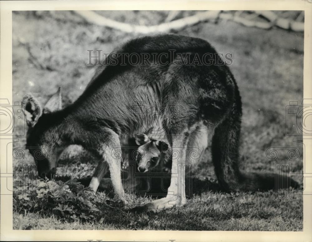 1956 Press Photo Kangaroo peek out of mother&#39;s pouch at Zurich Zoo Switzerland - Historic Images