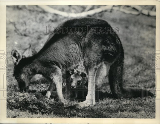 1956 Press Photo Kangaroo peek out of mother's pouch at Zurich Zoo Switzerland - Historic Images