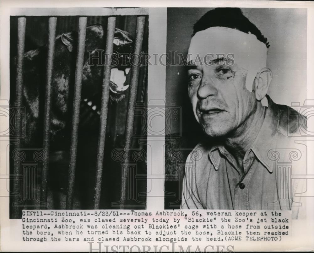 1951 Press Photo Veteran Zoo Keeper Too Close to Cage Black Leopard Got Him - Historic Images