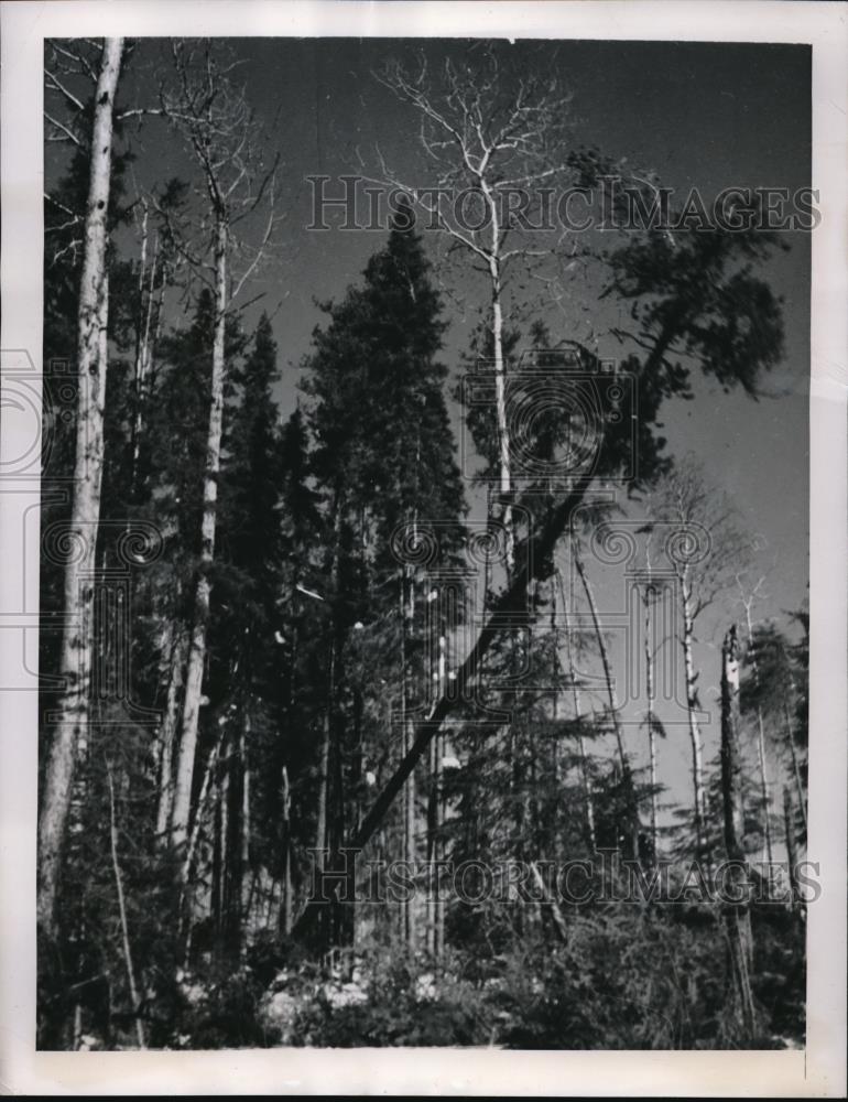 1949 Press Photo Jack Pine Fall as Lumberjacks Work in Steven, Ontario - Historic Images