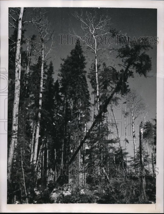 1949 Press Photo Jack Pine Fall as Lumberjacks Work in Steven, Ontario - Historic Images