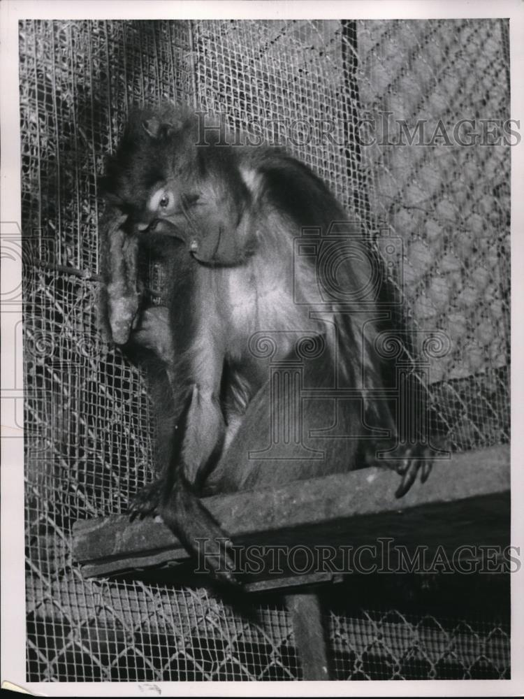 1958 Press Photo female Gelada Baboon Cleveland Zoo - Historic Images