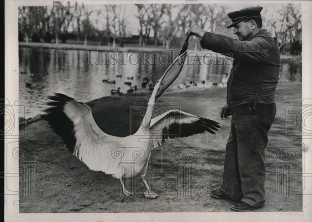 1938 Press Photo Pete the Pelican at City Park lake in Denver, Colo. - Historic Images