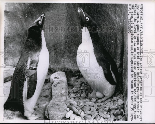 1966 Press Photo Female Adelie Penguin At Milwaukee Zoo 1st To Lay Egg - Historic Images