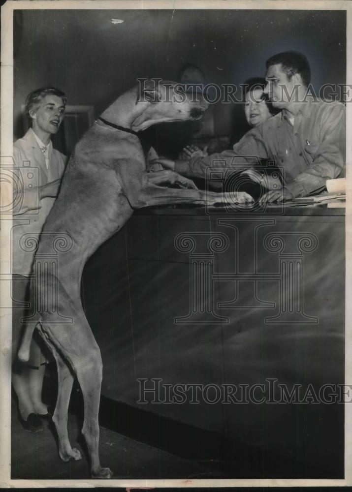 1959 Press Photo Animal protetive League, Great Dane looking for adoption - Historic Images