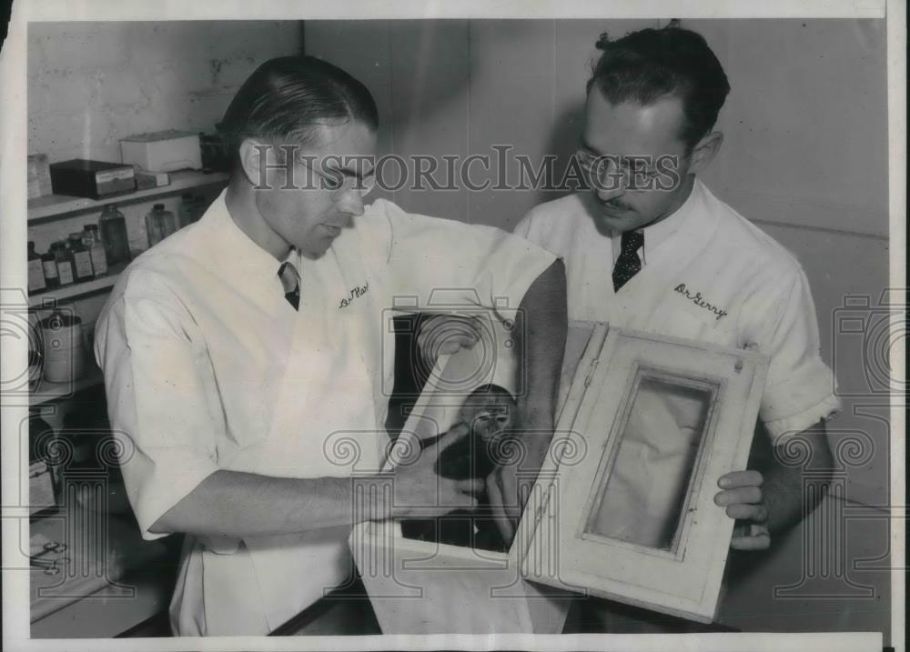 1939 Press Photo Drs. Harter and Gerry with Monkey Before Freezing Treatment - Historic Images