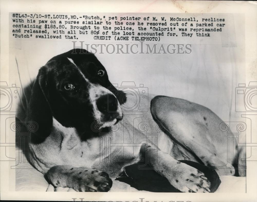 1948 Press Photo &quot;Butch,&quot; pet pointer of M.W. McConnell reprimanded and released - Historic Images