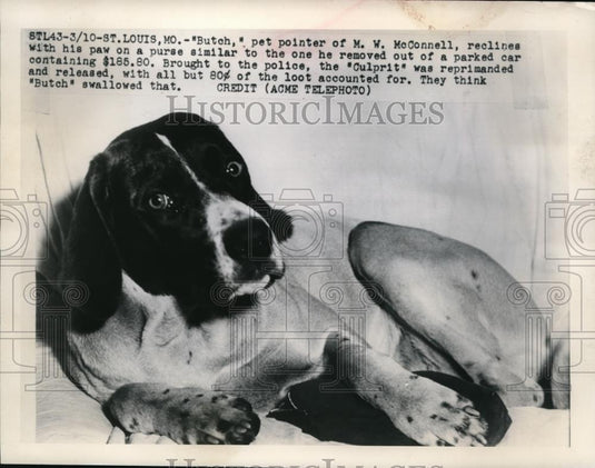 1948 Press Photo "Butch," pet pointer of M.W. McConnell reprimanded and released - Historic Images