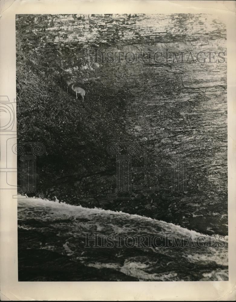 1937 Press Photo A deer & her fawn on side of cliff at Triphammer Falls - Historic Images