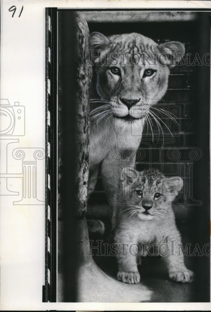 1959 Press Photo Leona the Lioness and newest baby at the Lincoln Park Zoo - Historic Images