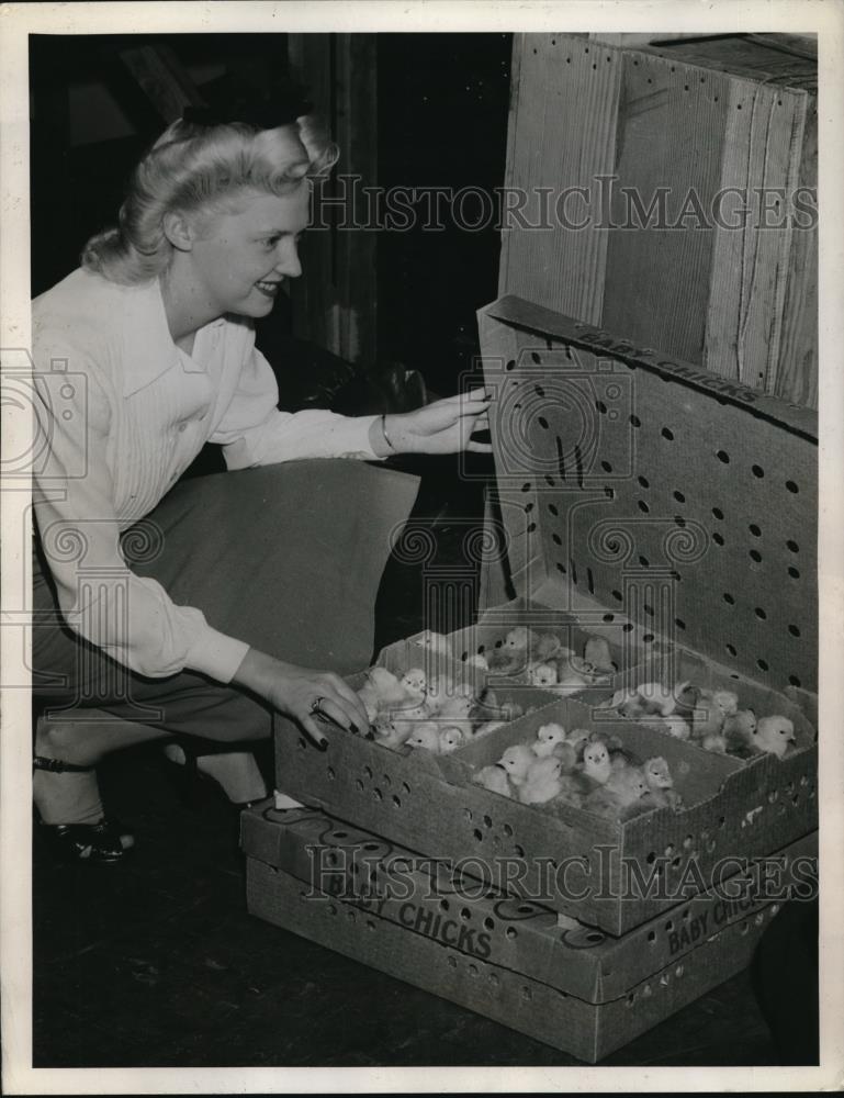 1944 Press Photo Seattle Washington Alaskan Chick Industry Fairbanks - nec43149 - Historic Images