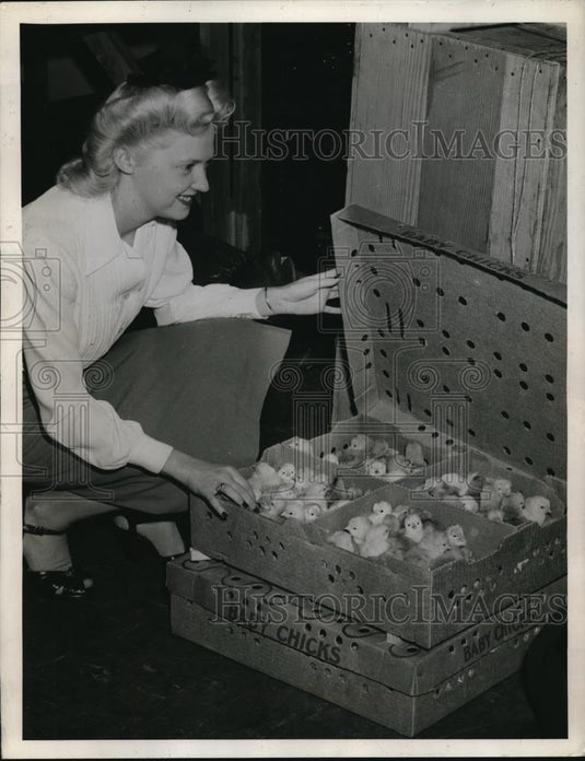 1944 Press Photo Seattle Washington Alaskan Chick Industry Fairbanks - nec43149 - Historic Images