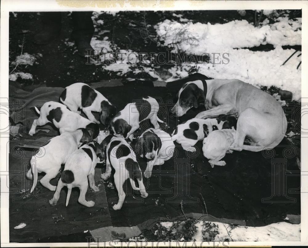 1945 Press Photo English Pointer with pups St Lake City Utah - nec43931 - Historic Images